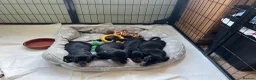 Miniature Dachshund dogs for sale: Kc reg miniature dachshunds - 2 girls - 2 boys  - Advert 23