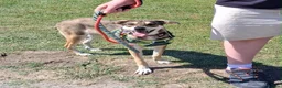Mixed Breed dogs for adoption: Star ⭐  in Stoke-on-Trent - Advert 5