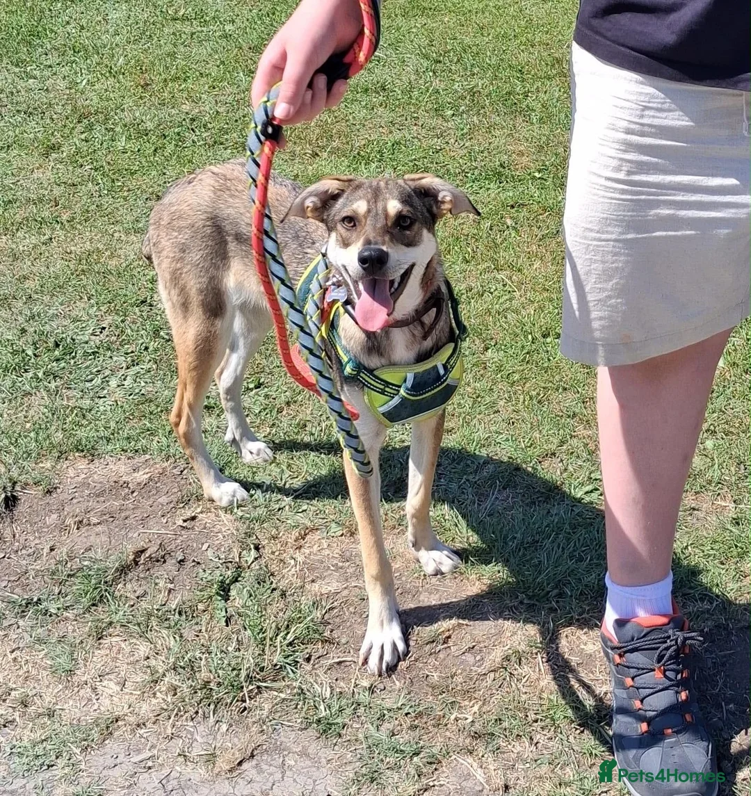 Mixed Breed dogs for adoption: Star ⭐  - Advert 1