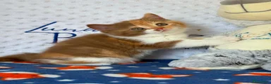 Chomp