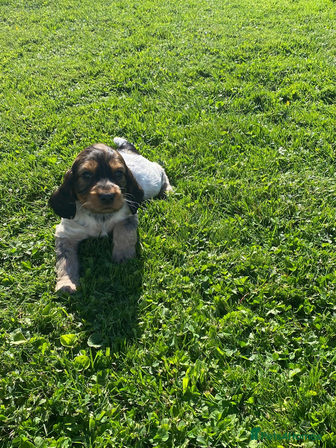 Cocker Spaniel dogs for sale: Cocker spaniel show type - Image 9