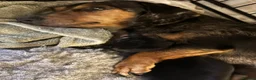 Dachshund dogs for sale: Gorgeous dacshund puppies for sale  - Advert 19