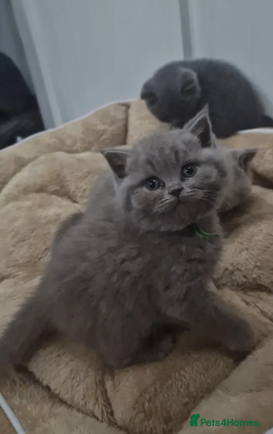 British Shorthair cats for sale: British Shorthair Kittens For Sale! - Advert 3