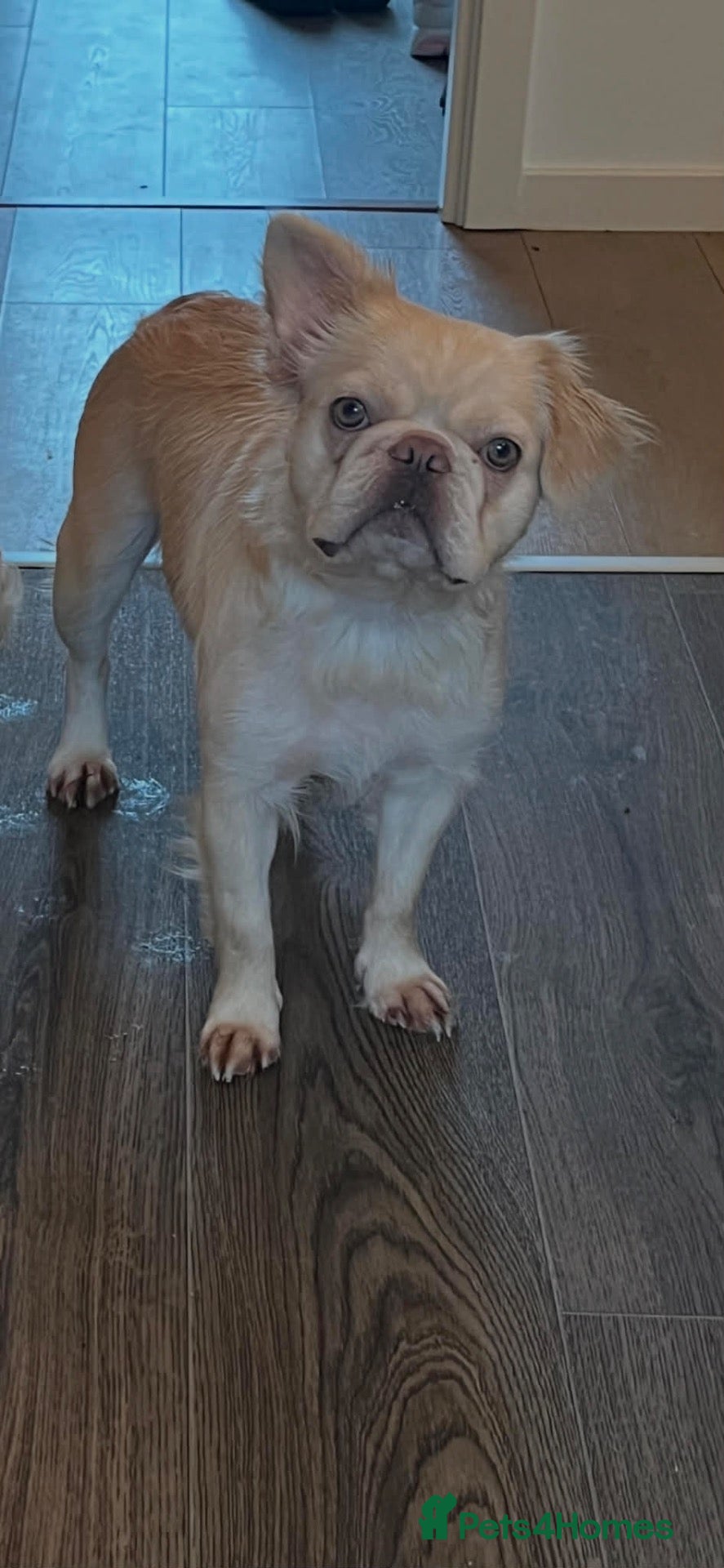 French Bulldog dogs 2 year old female fluffy frenchie  - Advert 1