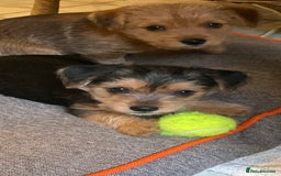 Jack Russell dogs for sale: Jack Russell Puppies  - Image 2