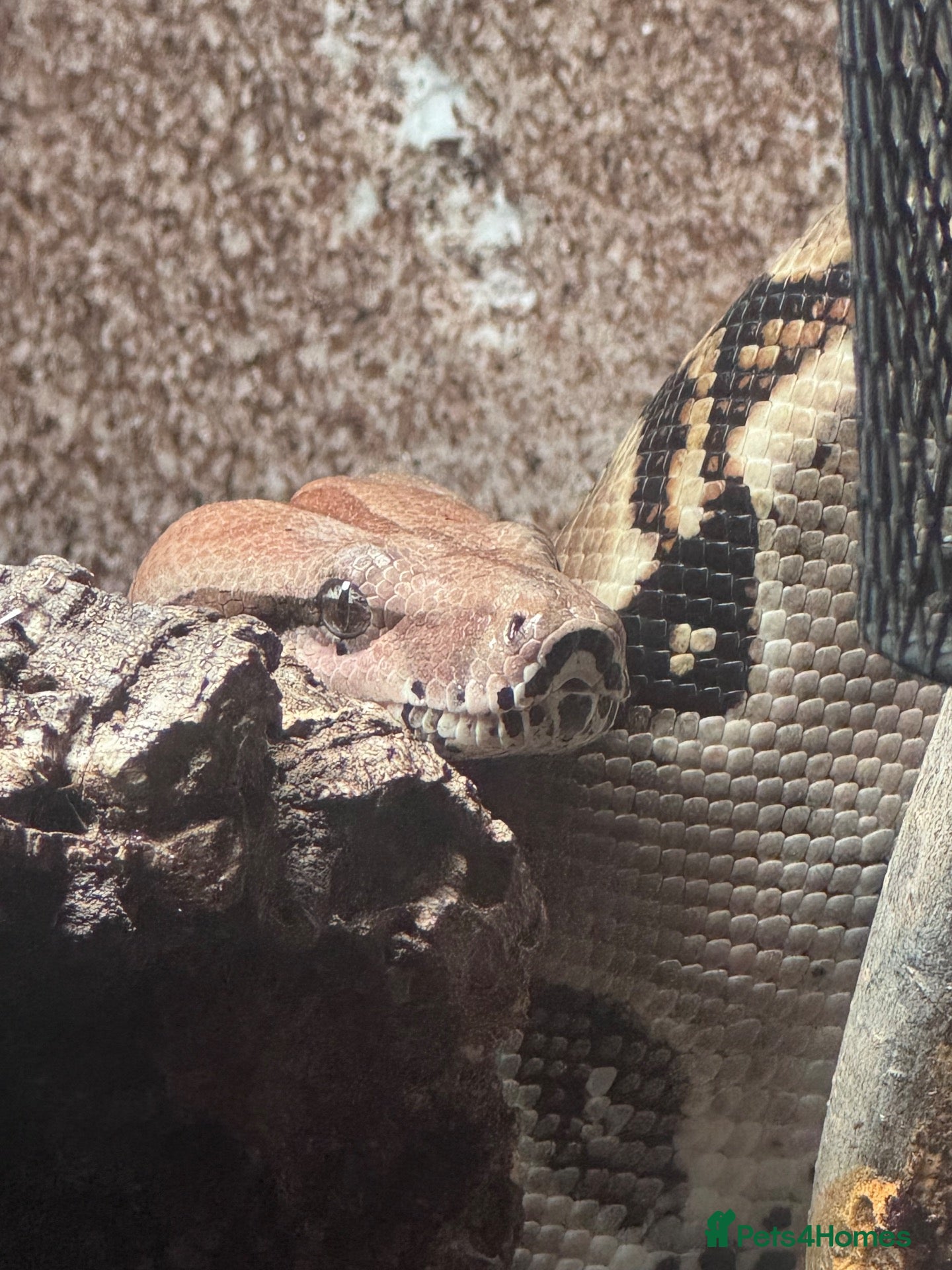 Boa Snake reptiles BCI Male Boa Constrictor Imperator 7 yrs 6-7ft - Advert 1