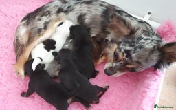 Chihuahua dogs for sale: Fluffy gorgeous chihuahua x Korean maltese  - Image 15