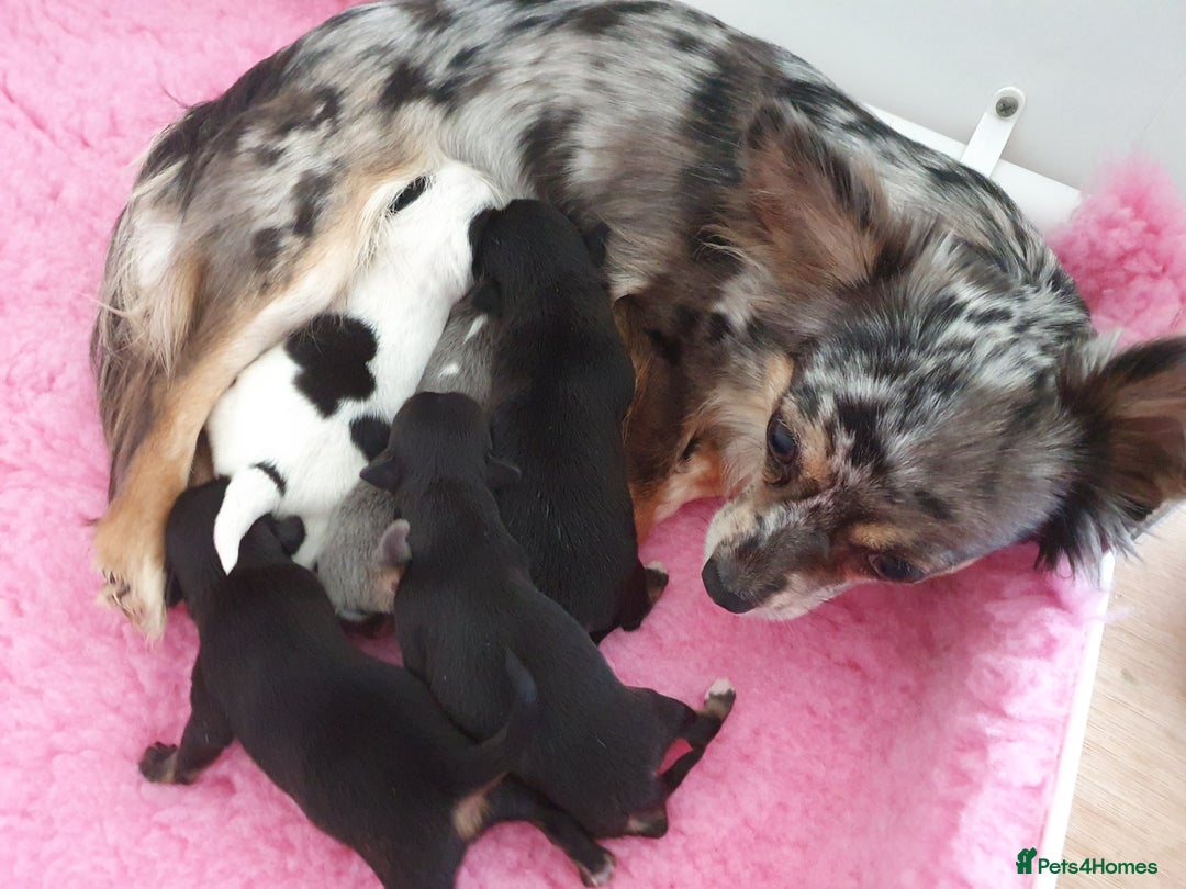 Chihuahua dogs for sale: Fluffy gorgeous chihuahua x Korean maltese  - Image 15