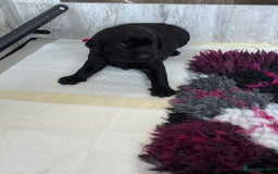 Labrador Retriever dogs for sale: Stunning litter of chunky black Labradors - Advert 12