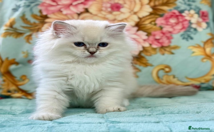 Ragdoll cats - Advert 2
