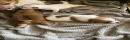 Mixed Breed dogs for sale: READY NOW….. Jack Russell beautiful litter of boys - Advert 27