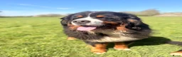 Bernese Mountain Dog dogs for stud: Outstanding Bernese mountain dog STUD in Chesterfield - Advert 4