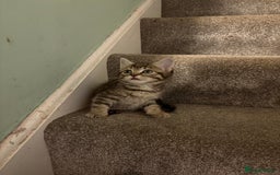 British Shorthair cats for sale: Tabby kittens looking for loving home  - Image 9