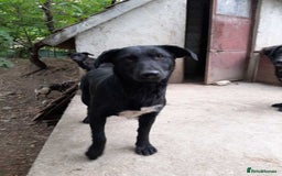 Mixed Breed dogs for adoption: Meet beautiful Maud !  - Image 2