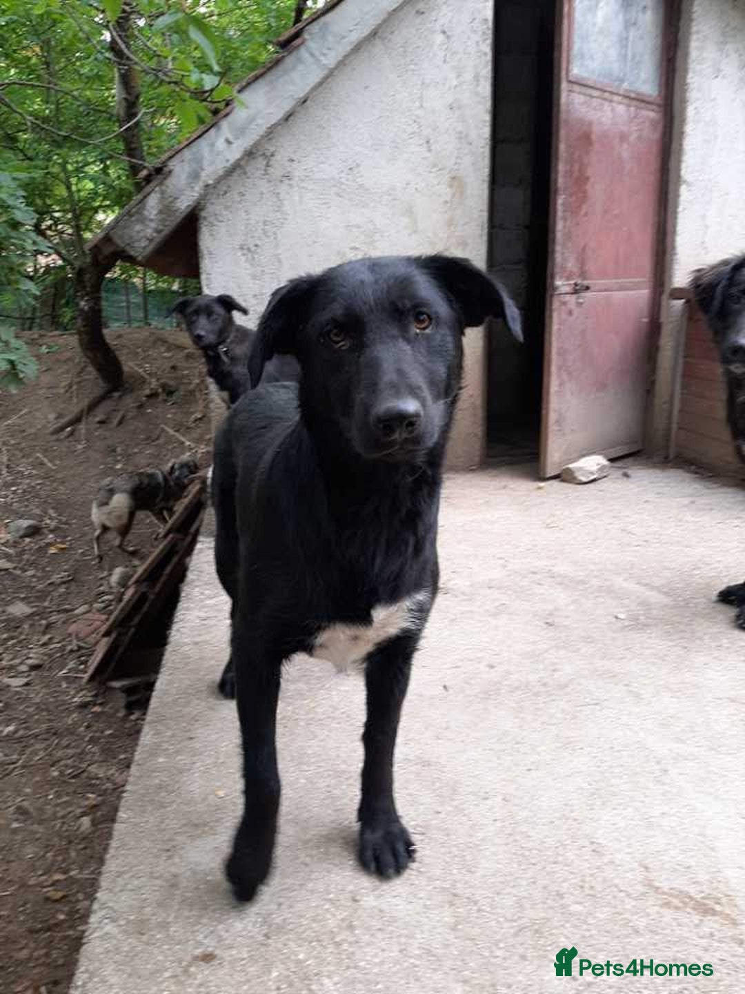 Mixed Breed dogs for adoption: Meet beautiful Maud !  - Image 2
