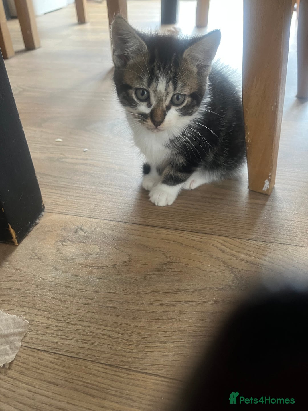 Mixed Breed cats for sale: Kittens  - Image 28