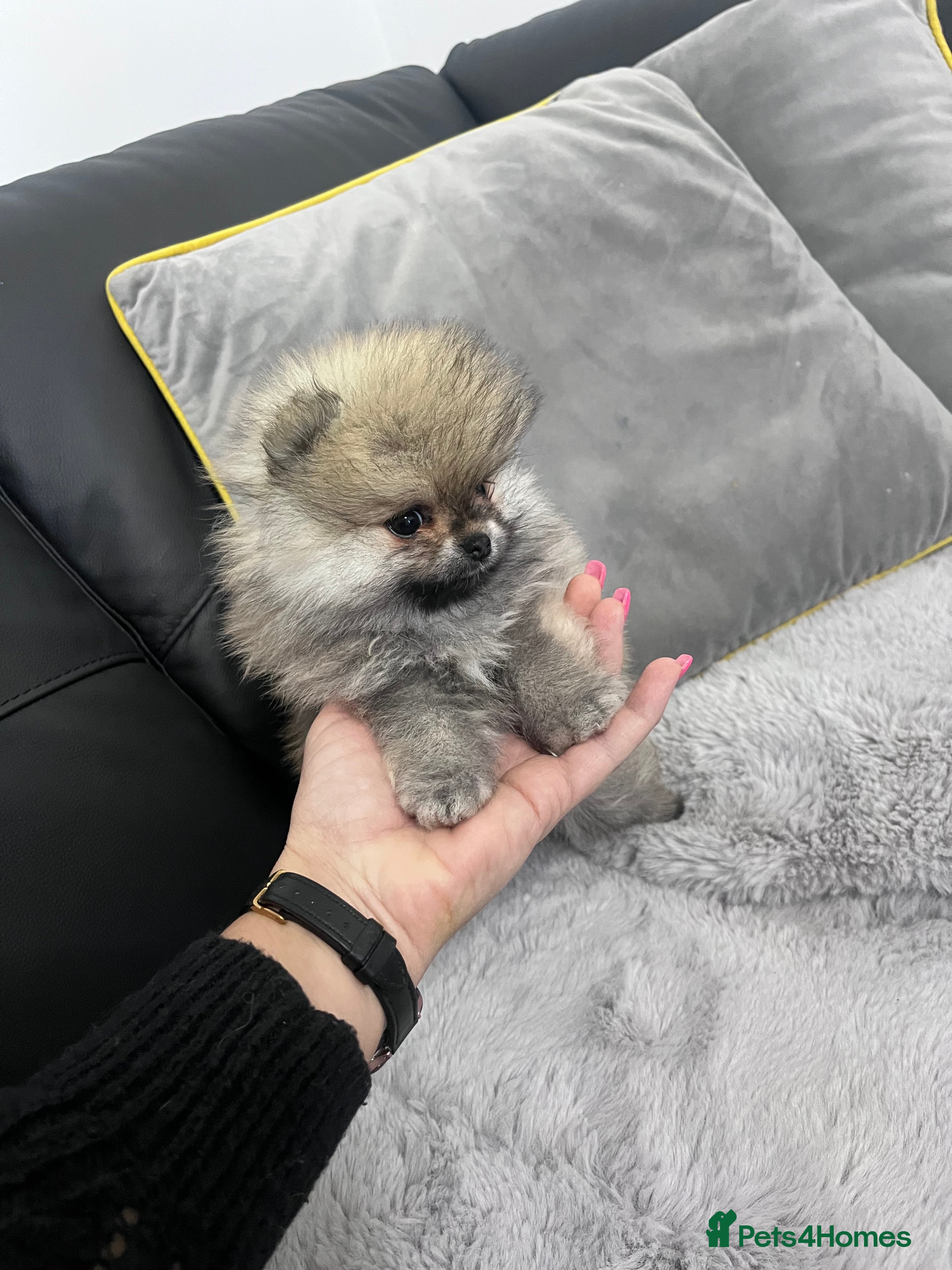 Pomeranian dogs 🔥🔝 Quality 🏆Championship 🧸Teddy Bears - Advert 10