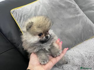 Pomeranian dogs 🔥🔝 Quality 🏆Championship 🧸Teddy Bears - Advert 10