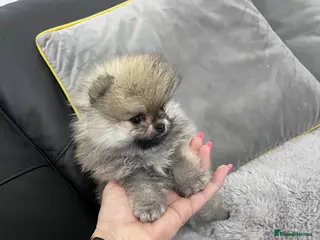 Pomeranian dogs 🔥🔝 Quality 🏆Championship 🧸Teddy Bears - Advert 11