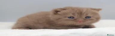 British Shorthair 4