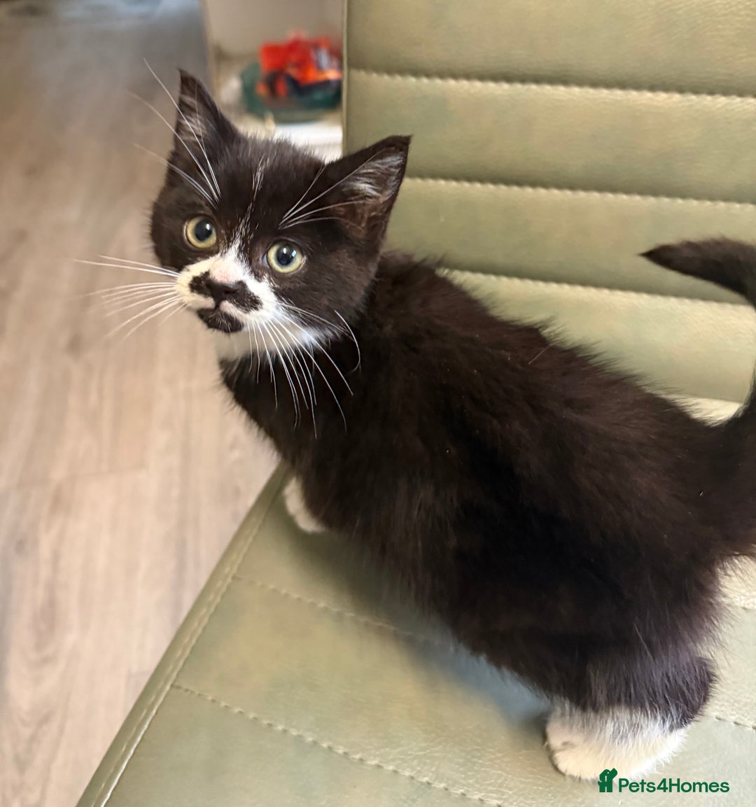 Mixed Breed cats for sale: One little girl ready to leave now - Advert 6