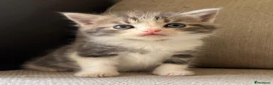  Kitten 1