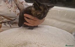 Mixed Breed cats for sale: One beautiful kitten - Image 6