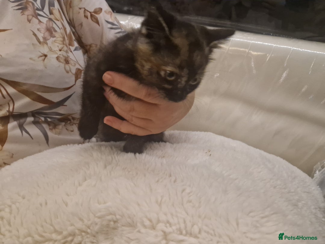 Mixed Breed cats for sale: One beautiful kitten - Image 6