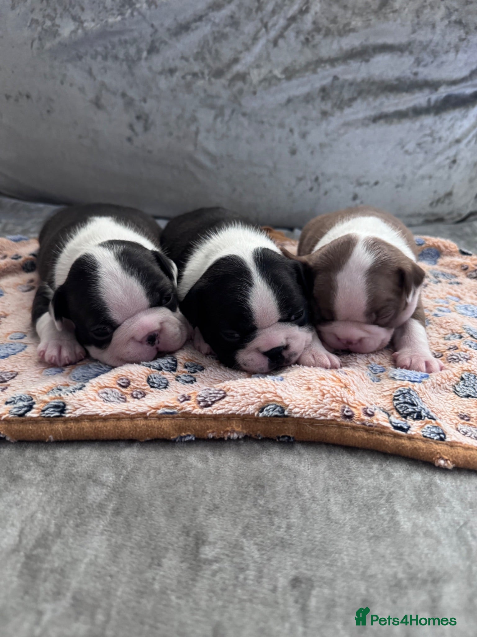 Boston Terrier dogs KC Registered Boston Terrier Puppies  - Advert 8