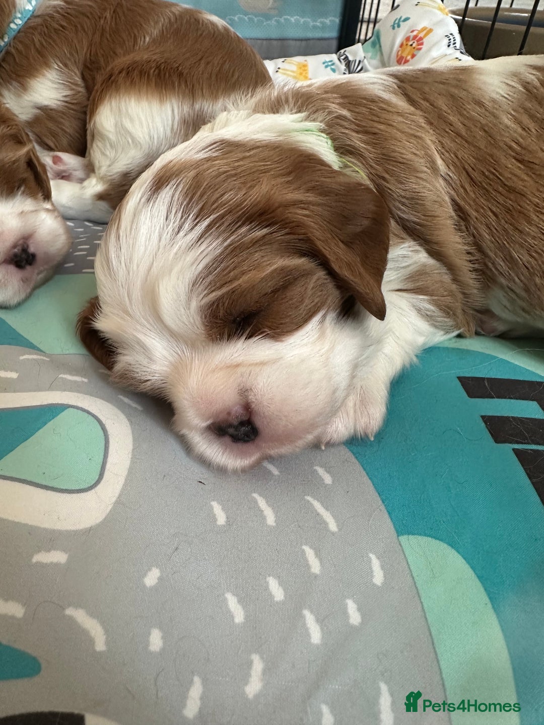 Cavalier King Charles Spaniel dogs for sale: Fully health tested CKCS 🐶💙🐾 - Image 31