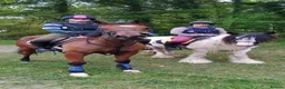 Irish Thoroughbred horses for sale: 15.2hh lovely sensible all rounder - Advert 7