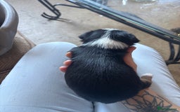 Jack Russell dogs for sale: Jack Russell puppies for sale - Image 9