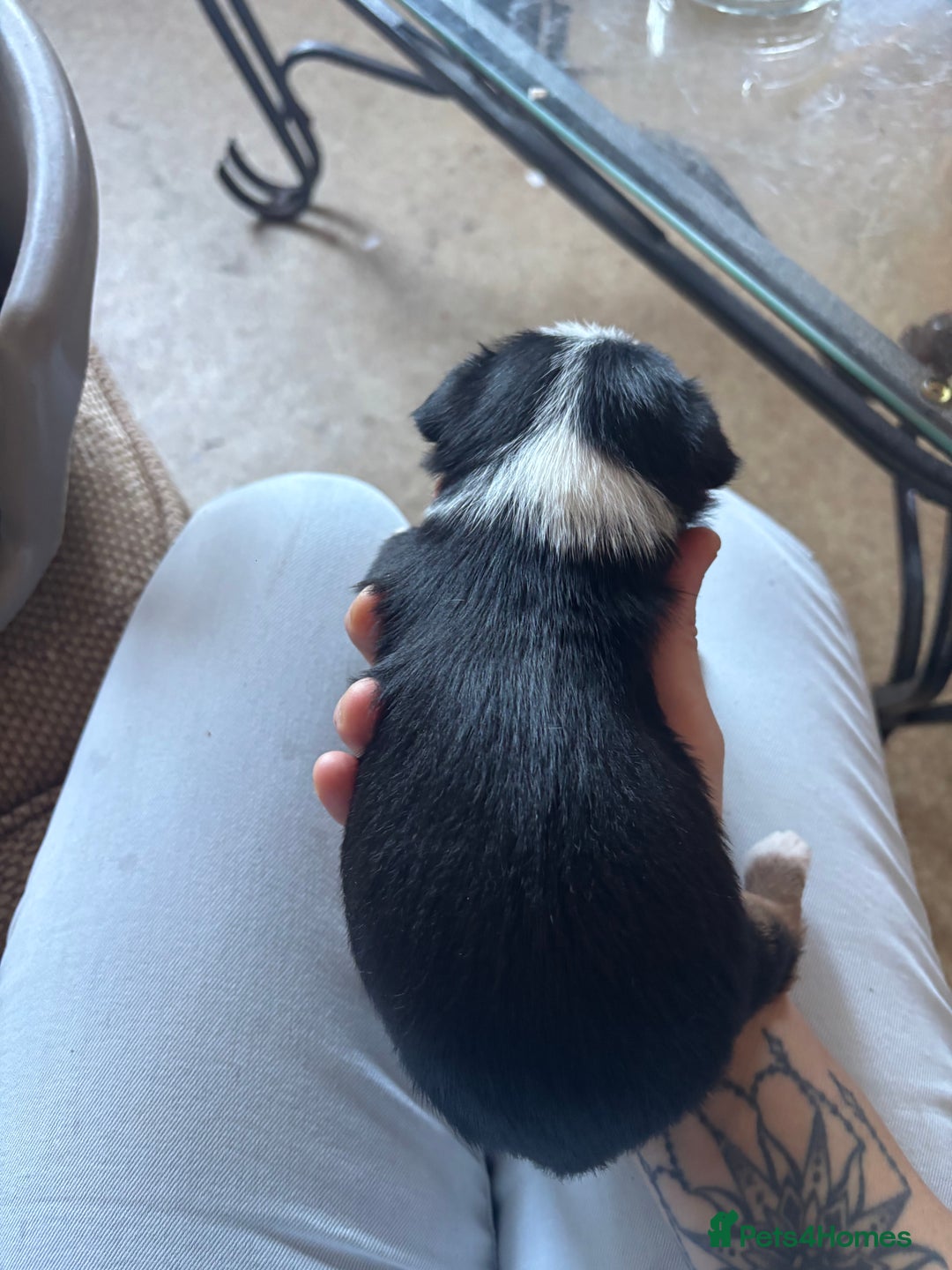 Jack Russell dogs for sale: Jack Russell puppies for sale - Image 9