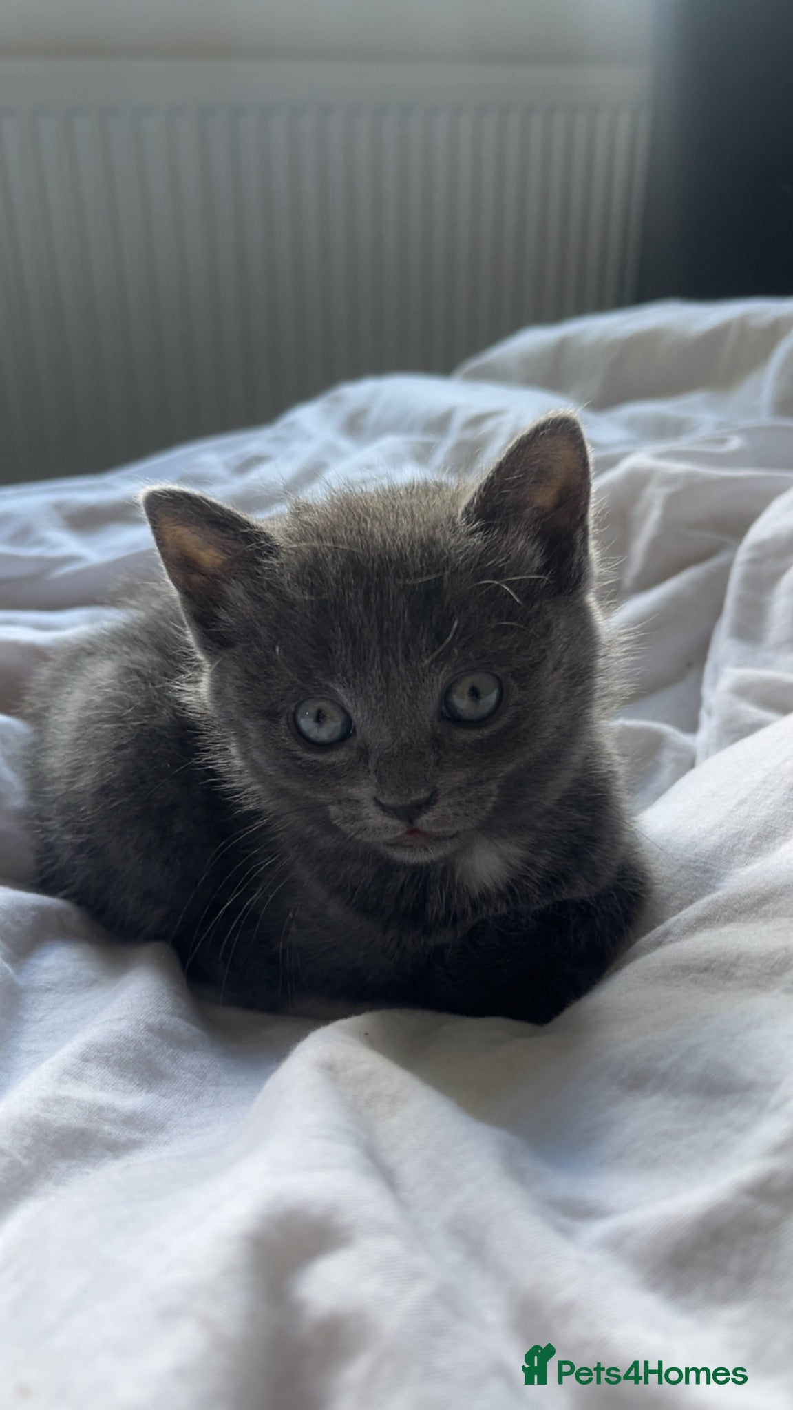 Maine Coon cats Beautiful tortoiseshell/mainecoon kittens❤️ - Advert 5