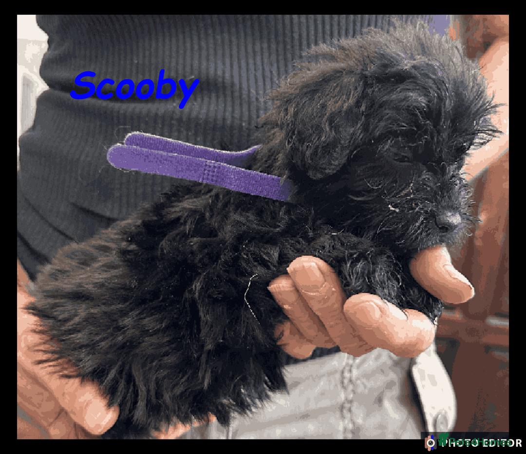 Mixed Breed dogs for sale: Beautiful Borderpoo Puppies – Ready 24th August - Image 14
