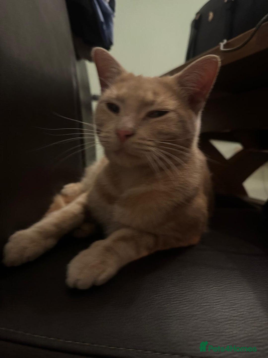 Mixed Breed cats for sale: Orange cat  for adoption and forever home - Image 7