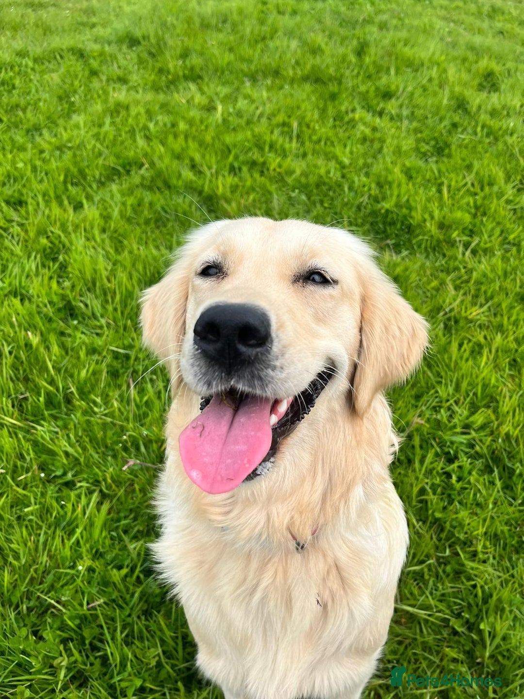Golden Retriever dogs for sale: Remarkable Golden Retriever Puppies - Image 5