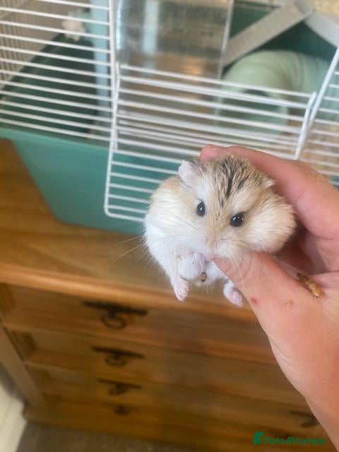 Hamster rodents Male Roborovski Hamster - Advert 1