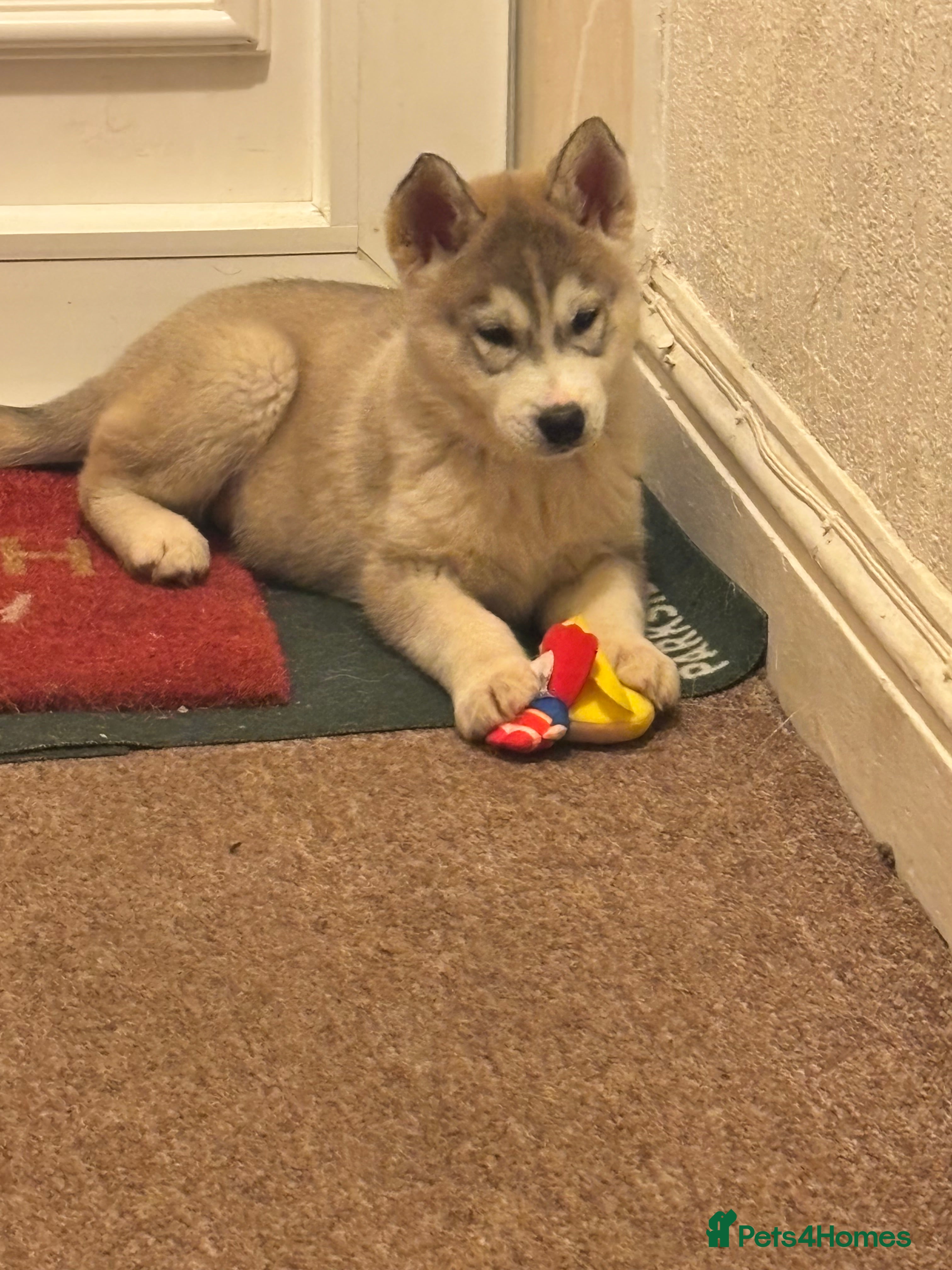 Utonagan dogs 1 LEFT READY TO LEAVE!! Huskey malamutes  - Advert 1