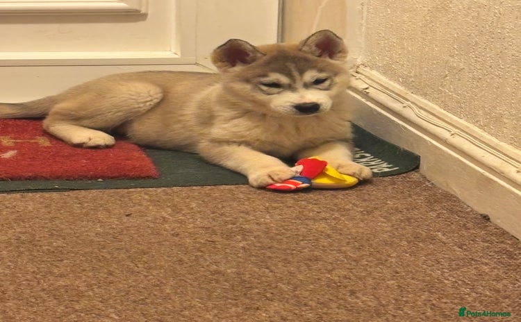 Utonagan dogs 3 LEFT !! Huskey malamutes  - Advert 13