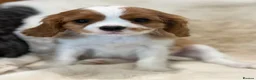 Cavalier King Charles Spaniel dogs for sale: Extensively health tested cavalier pups  - Advert 17