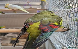 Parrots birds for sale: LOOK! BIRDS/PARAKEETS/PARROTS AVAILABLE  - Image 21