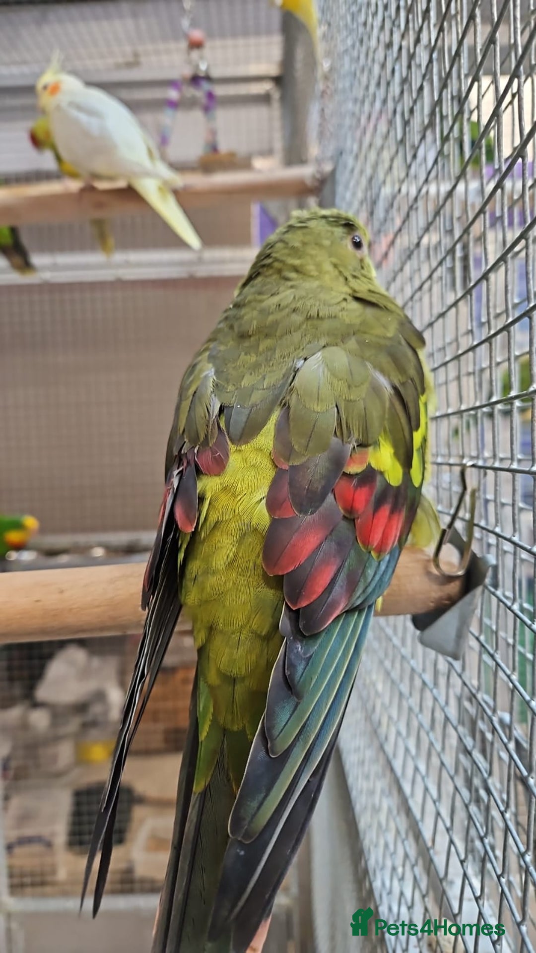 Parrots birds for sale: LOOK! BIRDS/PARAKEETS/PARROTS AVAILABLE  - Image 21