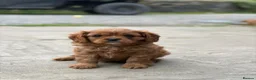 Cavalier King Charles Spaniel dogs for sale: KCR Cavalier King Charles Spaniel Puppies - Advert 6