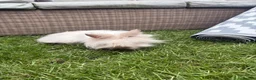 Lionhead rabbits for sale: Angora/lionhead rabbit  - Advert 7