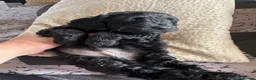 Mixed Breed dogs for sale: golden doodle/ cockerpoo puppies 5 boys  - Advert 12