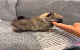 Pomeranian dogs for sale: Gorgeous Pomeranian puppies - Image 9