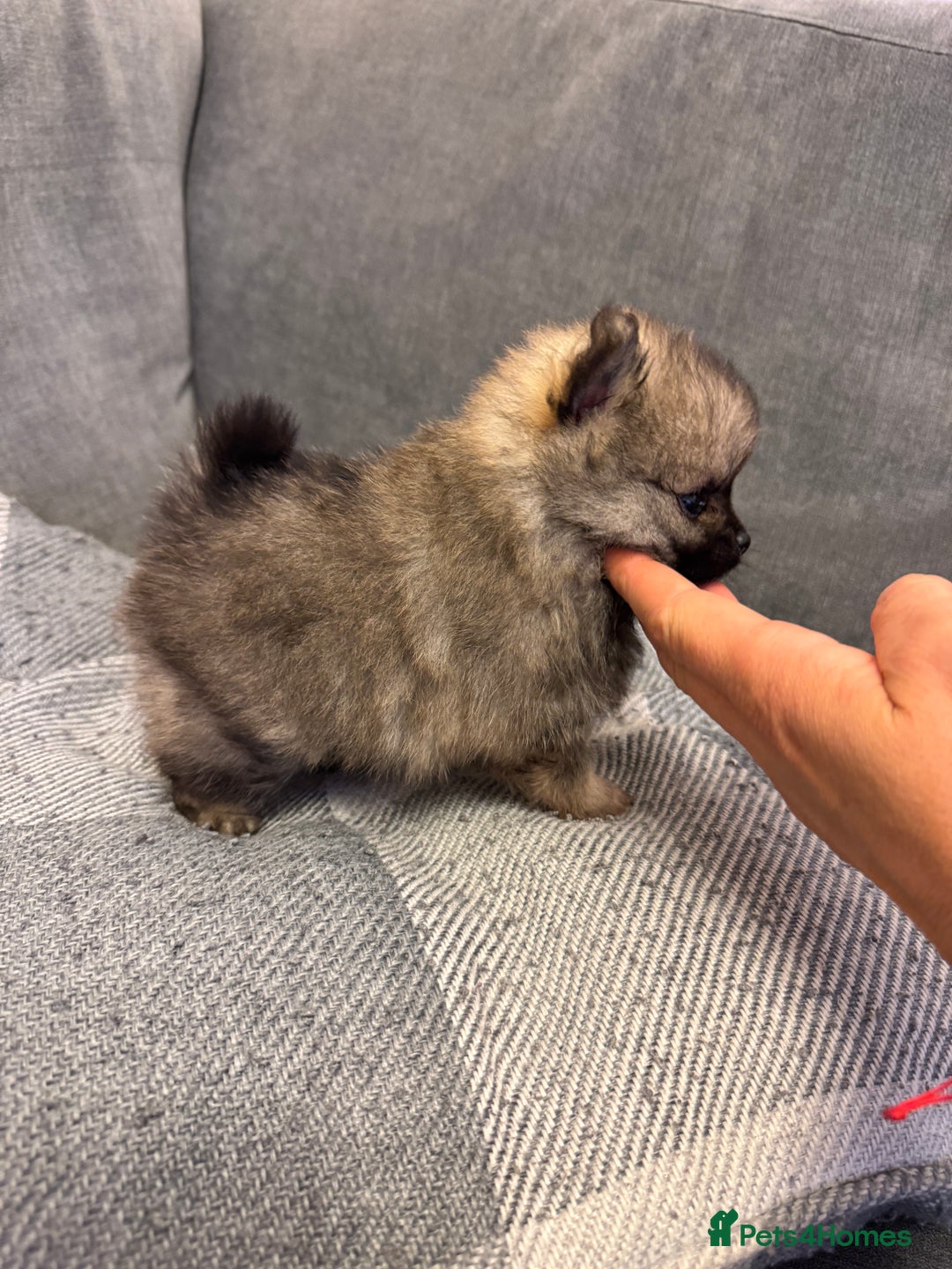 Pomeranian dogs for sale: Gorgeous Pomeranian puppies - Image 9