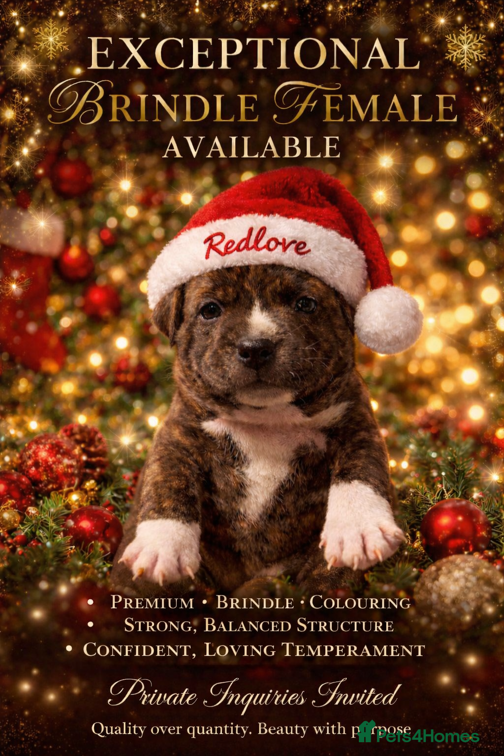 Staffordshire Bull Terrier dogs 🥨THE GOLDILOCKS LITTER 🥨 - Advert 1