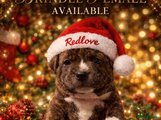 Staffordshire Bull Terrier dogs 🥨THE GOLDILOCKS LITTER 🥨 - Advert 1